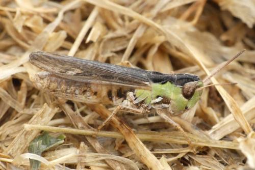 Réf. 237 668 : Omocestus petraeus